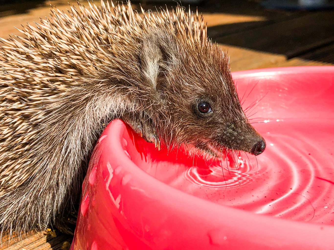 Jak dbać o jeże w ogrodzie?