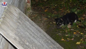 Policja zatrzymała 64-latka