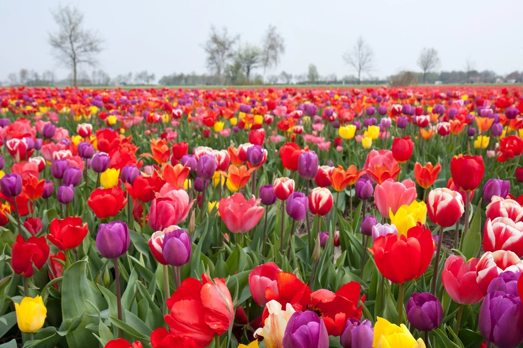 Z cebulek zaprawionych jesienią, wiosną wyrosną wspaniałe tulipany