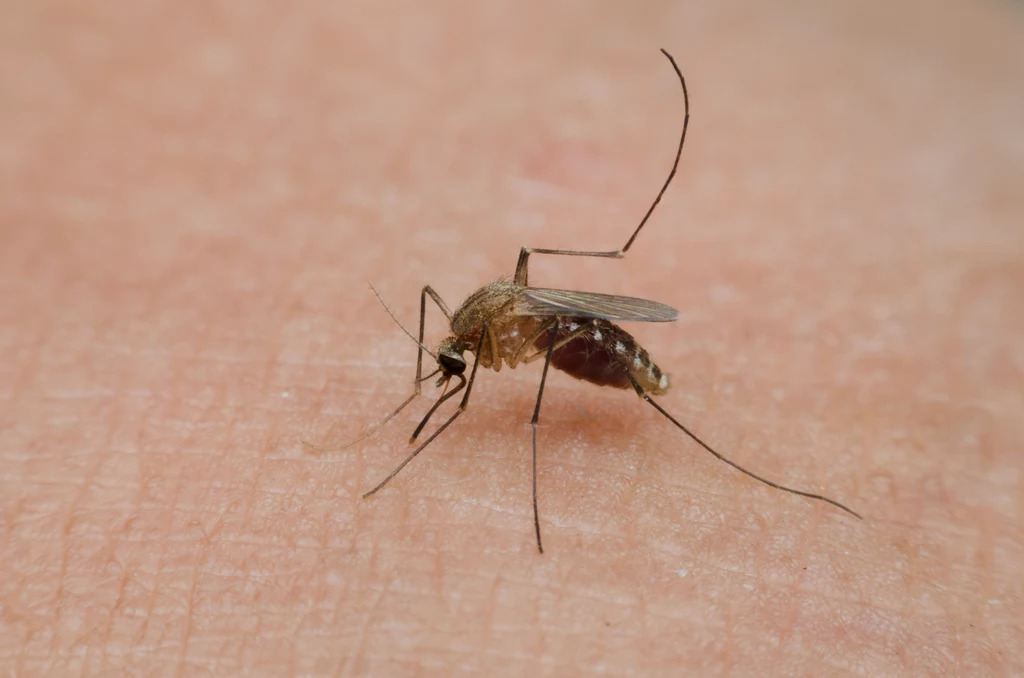 Ugryzienie komara nie należy do przyjemności, ale przetrwać zmasowany atak tych owadów to dopiero wyzwanie