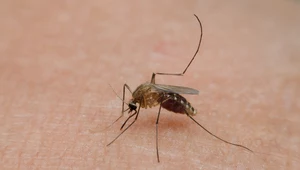 Ugryzienie komara nie należy do przyjemności, ale przetrwać zmasowany atak tych owadów to dopiero wyzwanie
