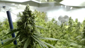 W czasie lockdownu przybyło w Wielkiej Brytanii farm konopi indyjskich, zdj. ilustracyjne 