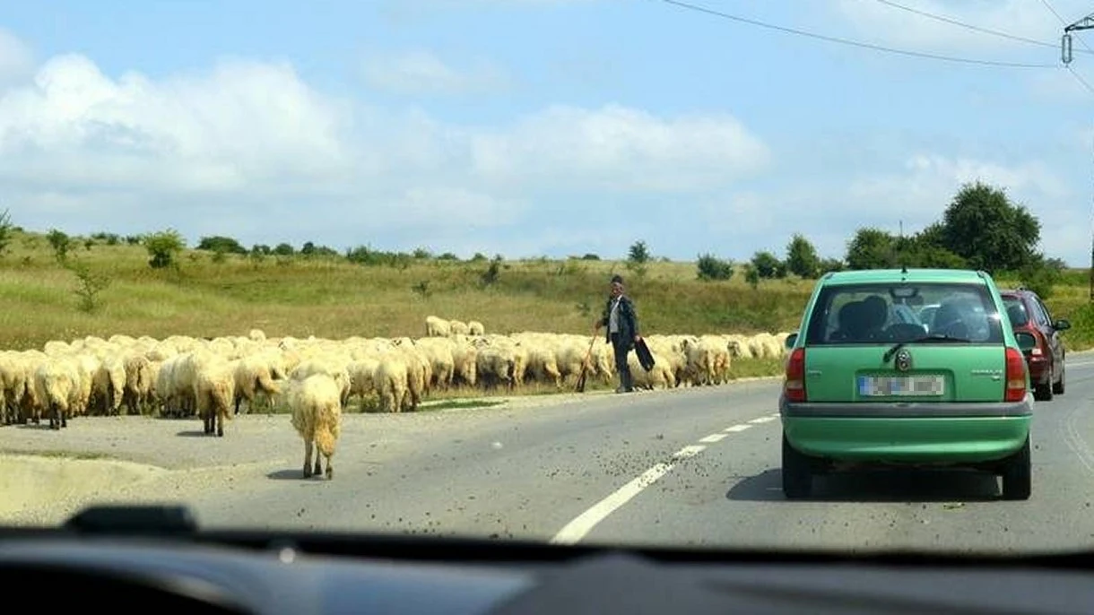 Barany doprowadzają do potwornego w skutkach wypadku na autostradzie Barany doprowadzają do potwornego w skutkach wypadku na autostradzie