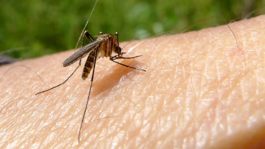 Pogoda sprzyja komarom. Te środki skutecznie uchronią Cię przed ugryzieniem