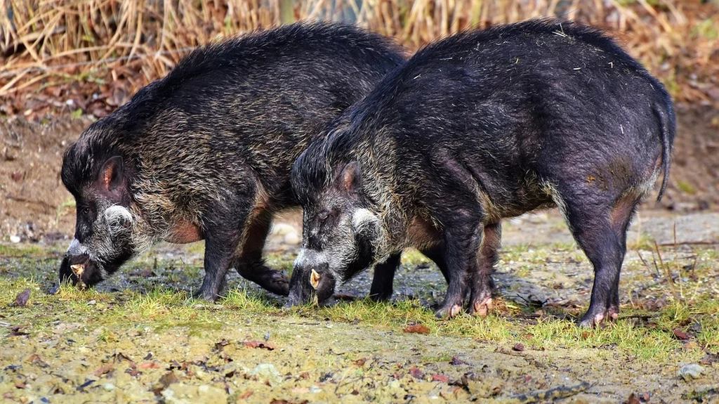 Duńczycy budują płot, żeby chronić się przed afrykańskim pomorem świń