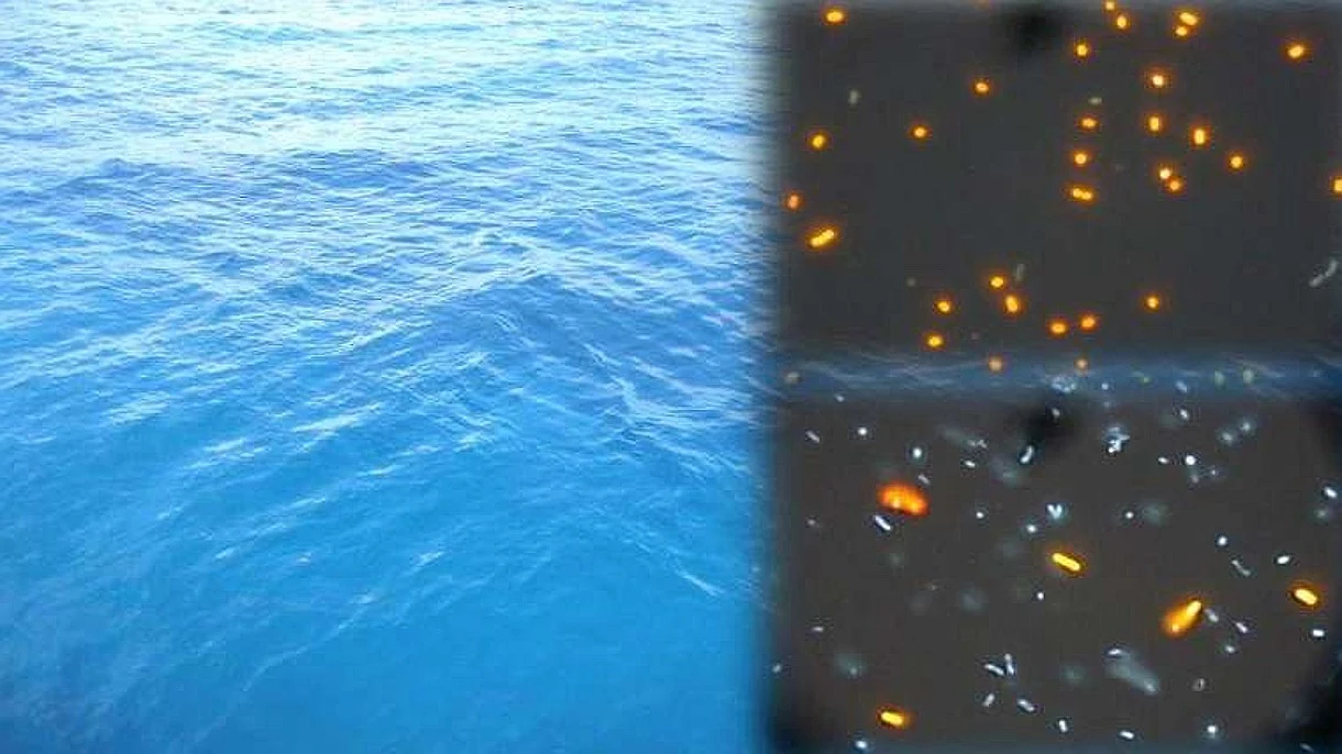 Mikroorganizmy oddychające arszenikiem odkryto w wodach Oceanu Spokojnego Mikroorganizmy oddychające arszenikiem odkryto w wodach Oceanu Spokojnego