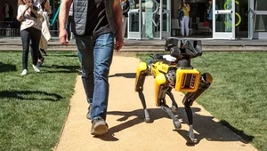 Robo-pies SpotMini od Boston Dynamics pokazał swoją wyższość nad psem