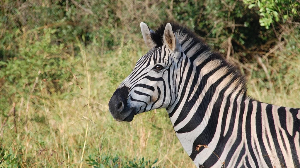 Po co zebra ma paski? W końcu świat naukowy rozwiązał odwieczną zagadkę