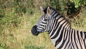 Po co zebra ma paski? W końcu świat naukowy rozwiązał odwieczną zagadkę