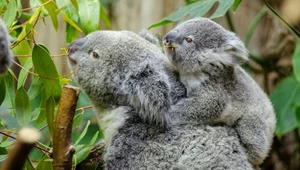 Przeszczep flory kałowej może być ratunkiem dla wymierających misiów koala