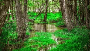 Badania DNA pokazują, że ojczystą ziemią człowieka są mokradła Południowej Afryki