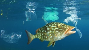 Bąbelki powietrza ochronią światowe oceany przed górami plastikowych śmieci