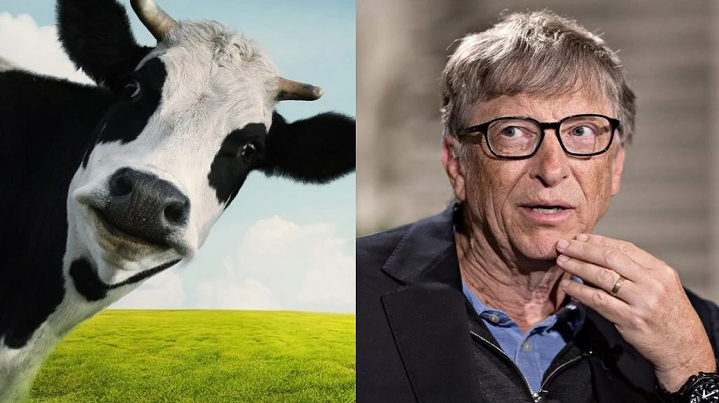 Bill Gates tworzy krowę GMO. Chce powstrzymać wielkie zmiany klimatyczne