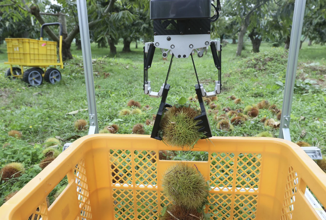 Dzięki sztucznej inteligencji robot rozpoznaje kształt owoców kasztanowca, leżących na ziemi.
