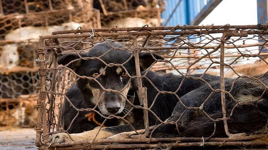 Festiwal Psiego Mięsa odbędzie się w Yulin, ale nie będzie można jeść psów