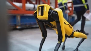 Boston Dynamics w końcu startuje z komercyjną sprzedażą robota SpotMini [FILM]