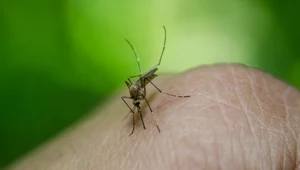 ​Komary: Więcej, częściej, bardziej niebezpiecznie