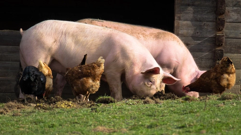 FDA zatwierdza genetycznie modyfikowane świnie do celów medycznych i konsumpcyjnych