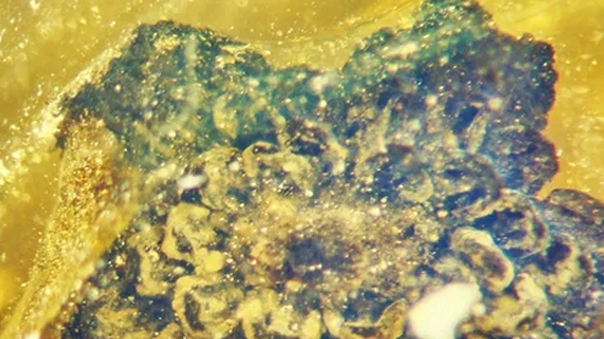 Odkryto nieznany nauce kwiat sprzed 100 milionów lat. Zachował się w idealnym stanie Odkryto nieznany nauce kwiat sprzed 100 milionów lat. Zachował się w idealnym stanie