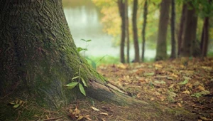 Najnowsze badania pokazują, jak dużo lasów odrosło naturalnie od 2000 roku