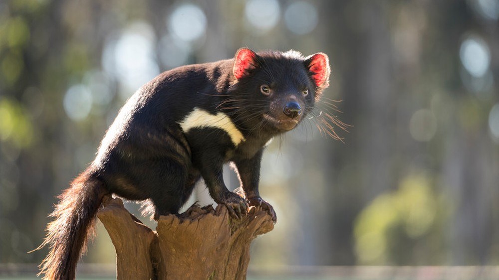 Pierwsze od 3000 lat australijskie diabły tasmańskie przyszły na świat na wolności