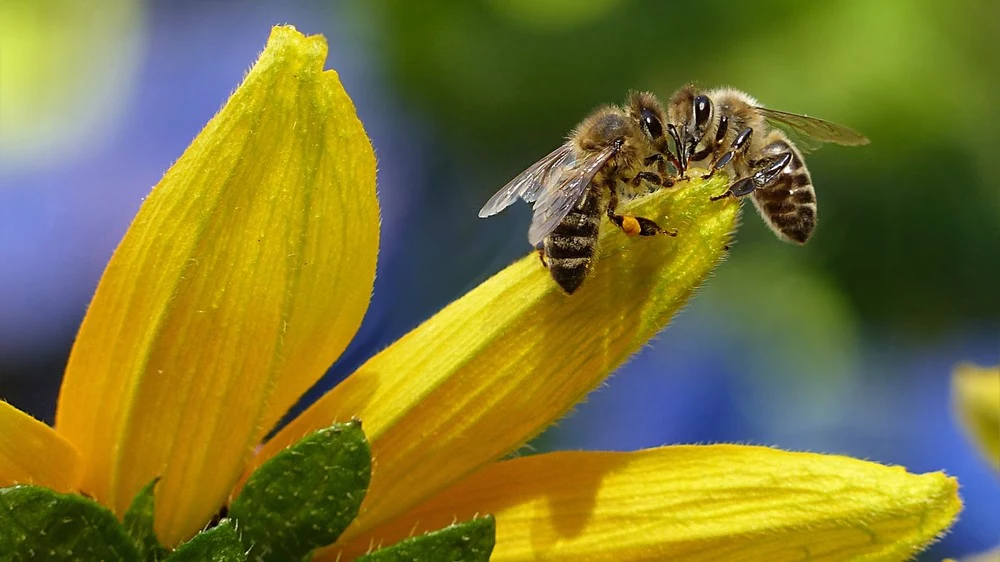 Te cząsteczki mają szansę uchronić pszczoły przed insektycydami