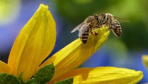 Te cząsteczki mają szansę uchronić pszczoły przed insektycydami