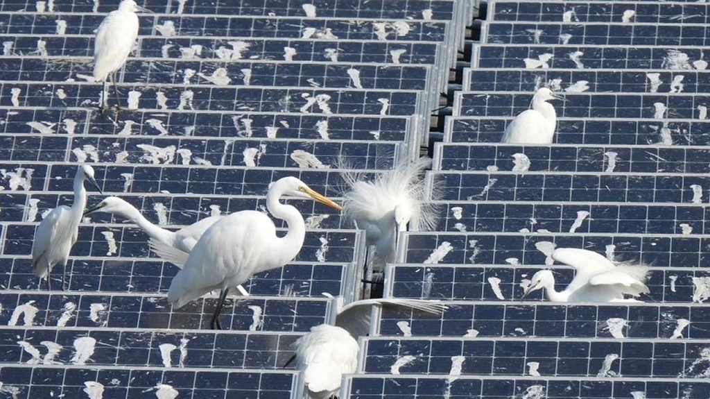 Zobaczcie, jak ptaki niszczą pływające farmy solarne. Przyroda ma gdzieś styl eko