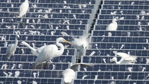 Zobaczcie, jak ptaki niszczą pływające farmy solarne. Przyroda ma gdzieś styl eko