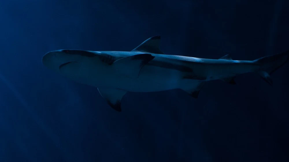 Zamiast walczyć na śmierć i życie, polują o innych porach dnia i nocy Zamiast walczyć na śmierć i życie, polują o innych porach dnia i nocy