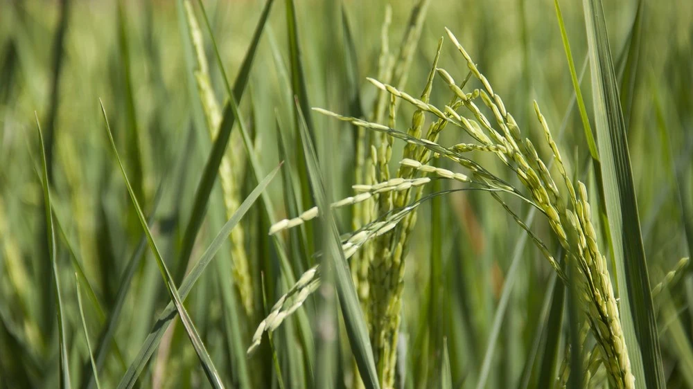 Prosta zmiana w RNA zwiększa plony ryżu i ziemniaków o nawet 50% Prosta zmiana w RNA zwiększa plony ryżu i ziemniaków o nawet 50%
