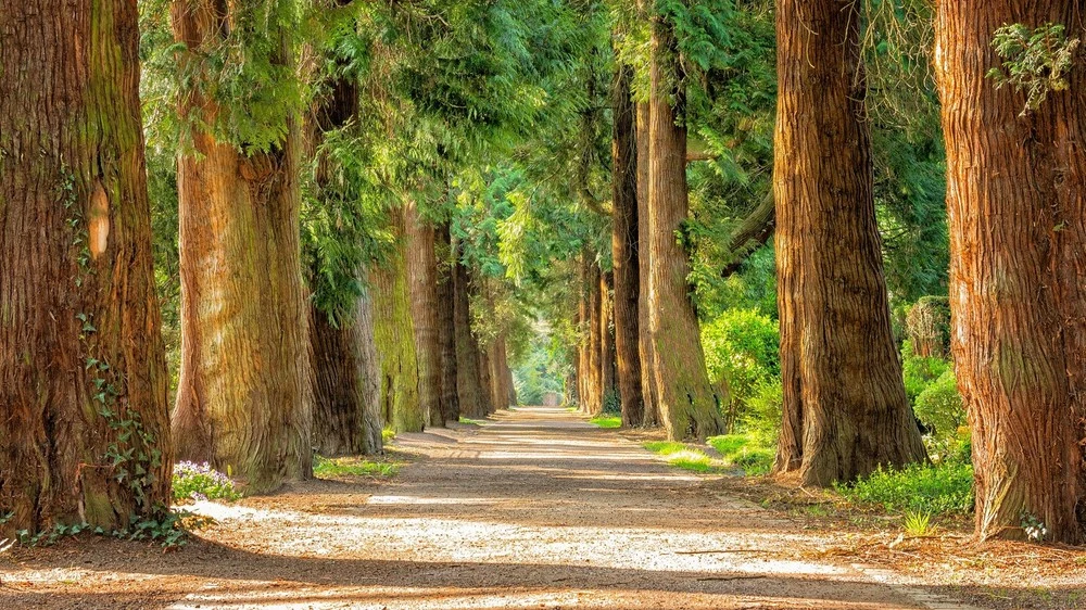 Dzieciństwo spędzone na drzewie jest dobre dla rozwoju mózgu Dzieciństwo spędzone na drzewie jest dobre dla rozwoju mózgu