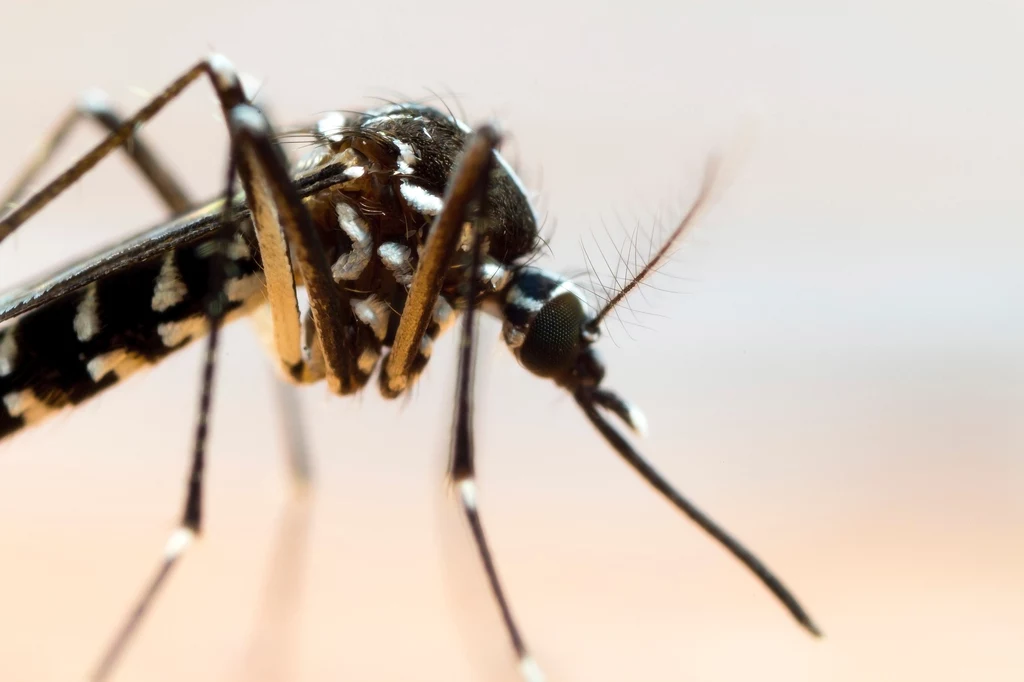 Dziesięciomilimetrowe azjatyckie komary tygrysie były już wcześniej zauważane na zachodzie Niemiec