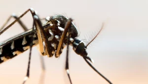 Obce owady są już w Europie. Czy choroby tropikalne dotrą do Polski?