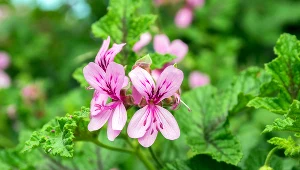 Anginka żółknie i usycha zimą? Przyczyna może cię zaskoczyć 