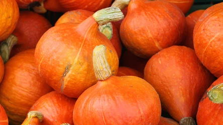 ​To najlepsza dynia na zupę i placuszki. Nie trzeba jej obierać