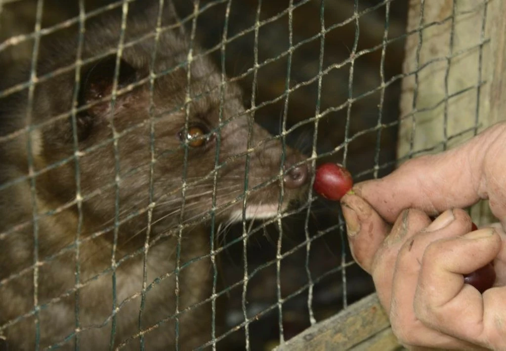 Kopi luwak - przez tę drogą, choć popularną kawę, cierpią niewinne zwierzęta