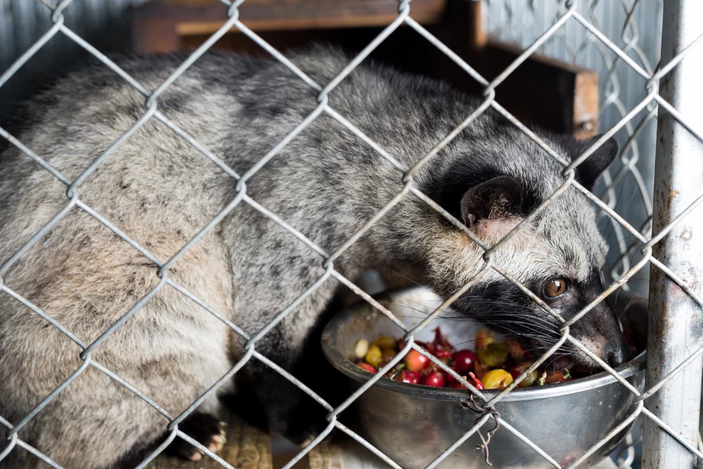 Eksperci nie mają wątpliwości - powinniśmy przestać pić kawę kopi luwak