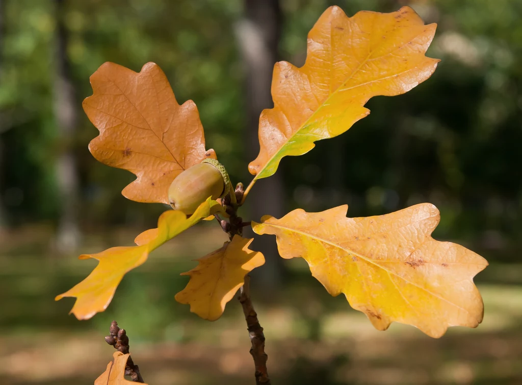 Dąb można łatwo rozpoznać po charakterystycznych zielonych liściach, które jesienią przybierają żółto-brązową barwę