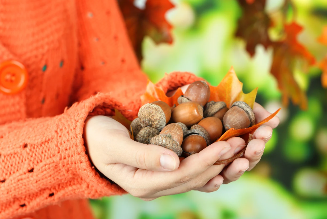 Żołędzie nadają się do spożycia po ugotowaniu Żołędzie nadają się do spożycia po ugotowaniu
