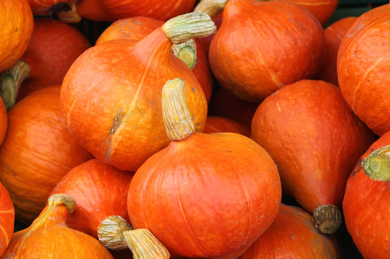 Skórka dyni Hokkaido jest jadalna