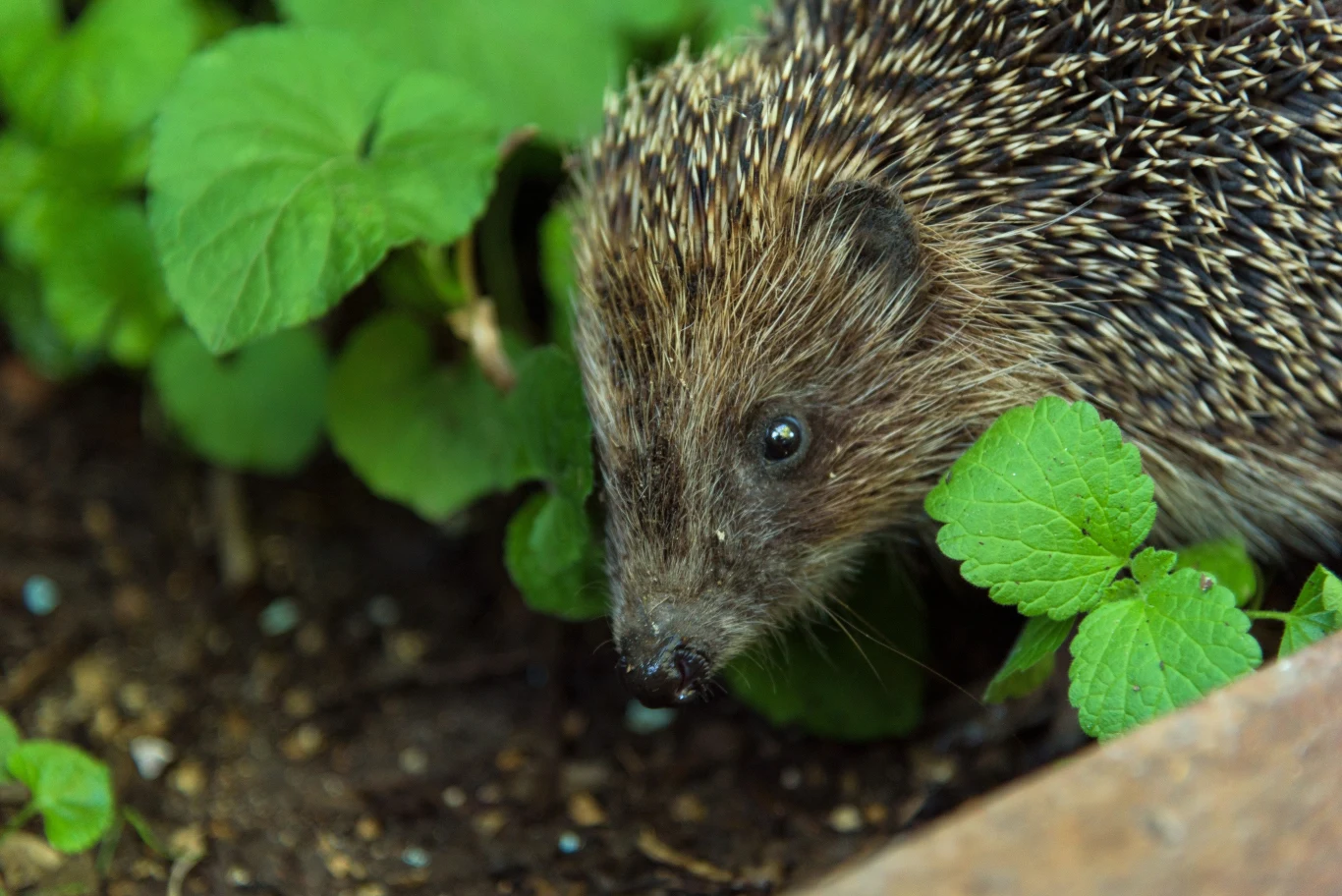Pamiętaj! Jeże nie stanowią dla nas żadnego zagrożenia