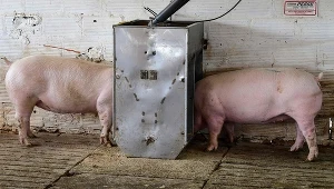 Rząd będzie skupował mięso wieprzowe