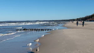 Krabiki amerykańskie na plaży w Ustce. Skąd się wzięły?