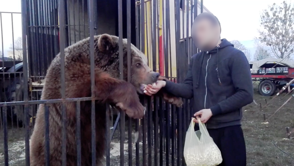 Niedźwiedź Baloo i skazany za znęcanie się nad nim Sebastian S.