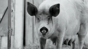 Kadr z filmu "Gunda"