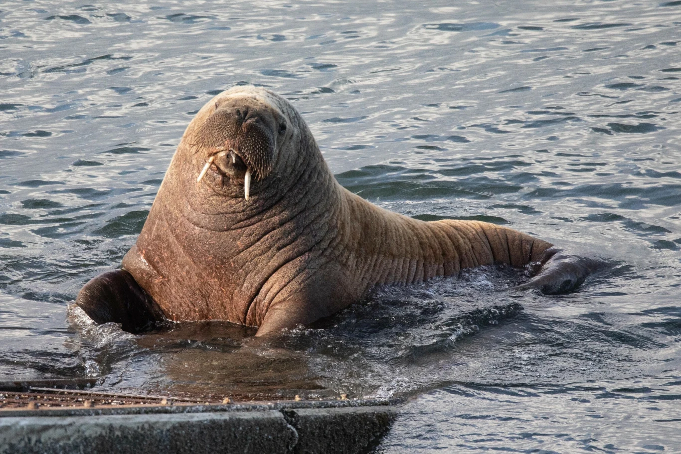 Wally, mors - celebryta. Fot. Joann Randles