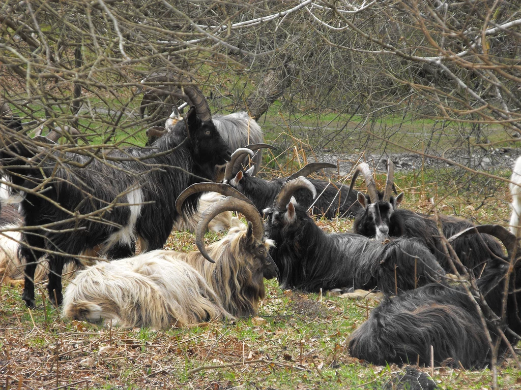 Stare irlandzkie kozy