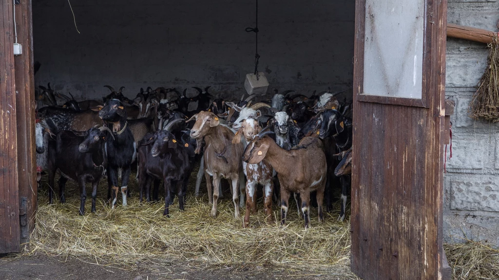 Jedna z kóz zostanie poddana zabiegowi