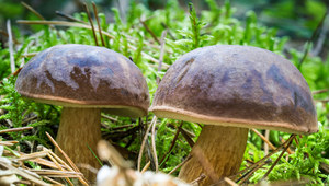 Podgrzybek brunatny (Boletus badius) to jeden z najpopularniejszych i najbardziej cenionych grzybów w Polsce. 